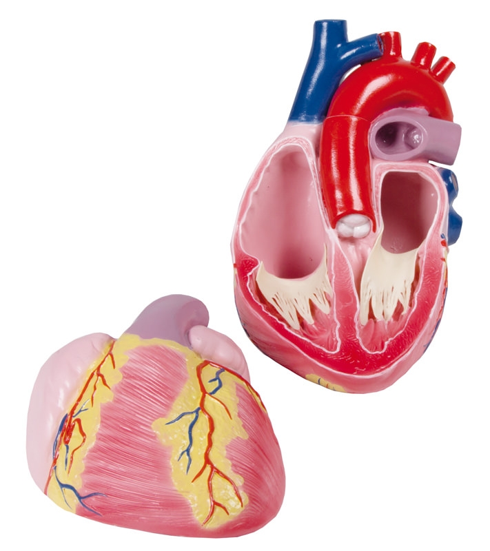 Großes Herzmodell, 3-fache Lebensgröße, 2 Teile - EZ Augmented Anatomy