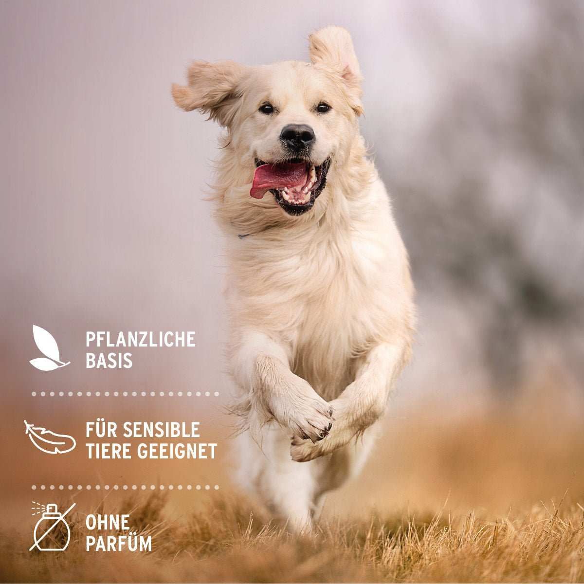 Hund, Golden Retriever, Säugetier, Haustier