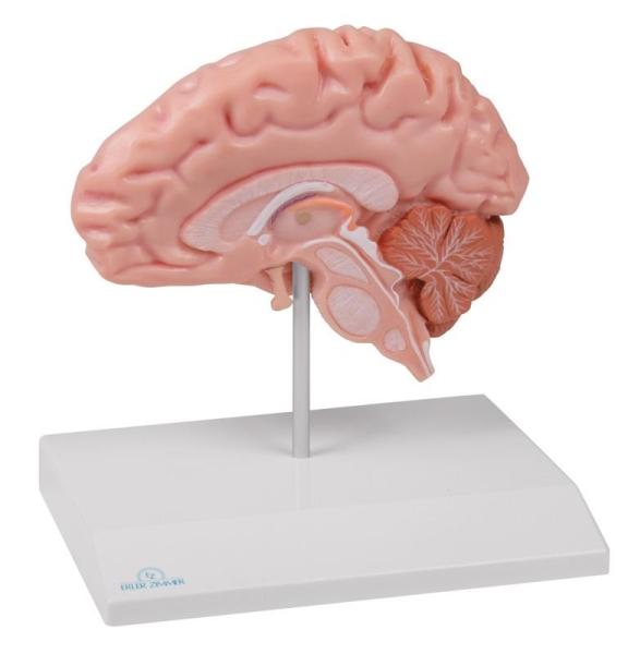 Erler-zimmer Anatomische Gehirnhälfte, lebensgroß - EZ Augmented Anatomy