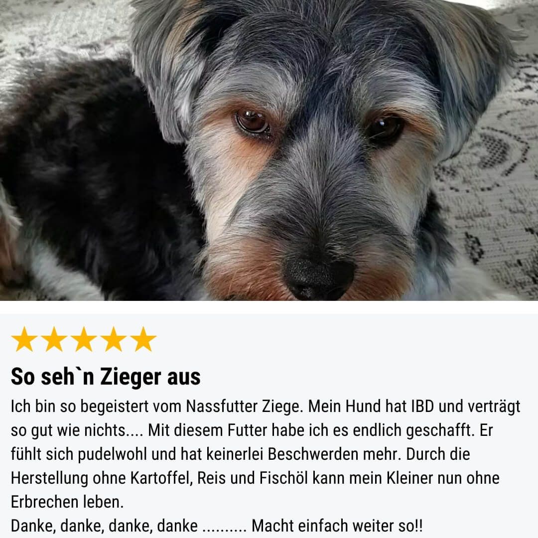Schnauze, Hund, Haustier, Werbung, Plakat