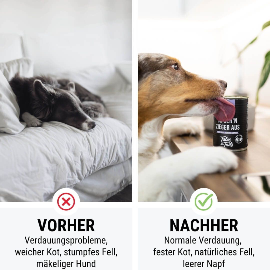 Schnauze, Werbung, Plakat, Hund, Haustier