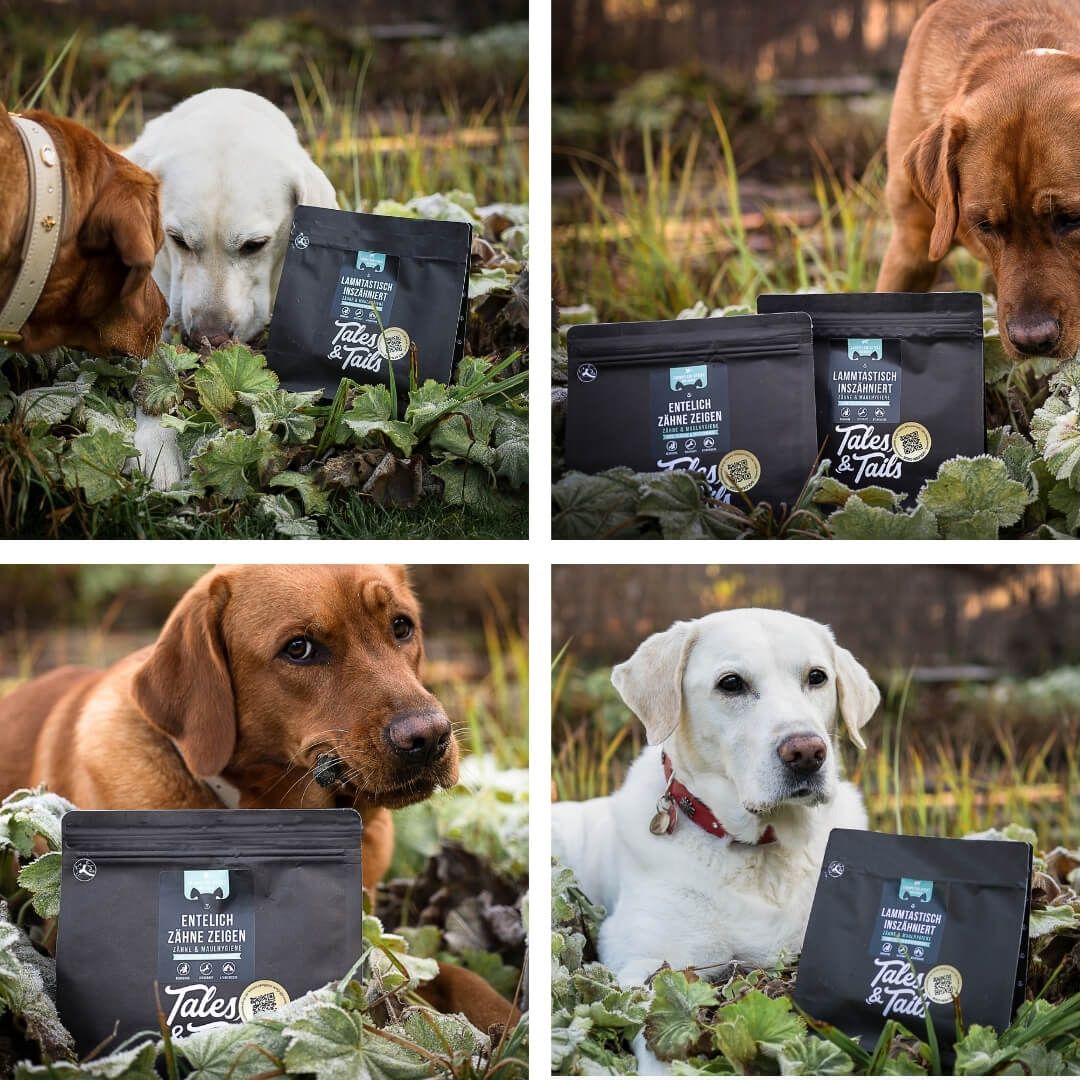 Hund, Säugetier, Haustier