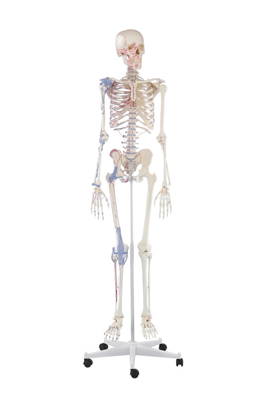 Skelett „Bert“ mit Muskelmarkierungen und Bandapparat