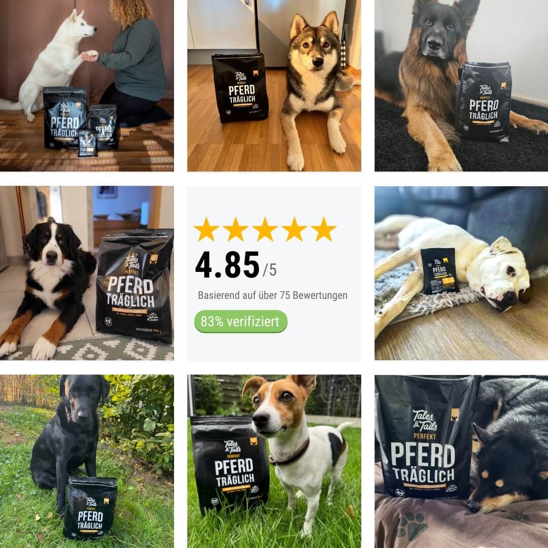 Erwachsener, Weiblich, Person, Frau, Hund