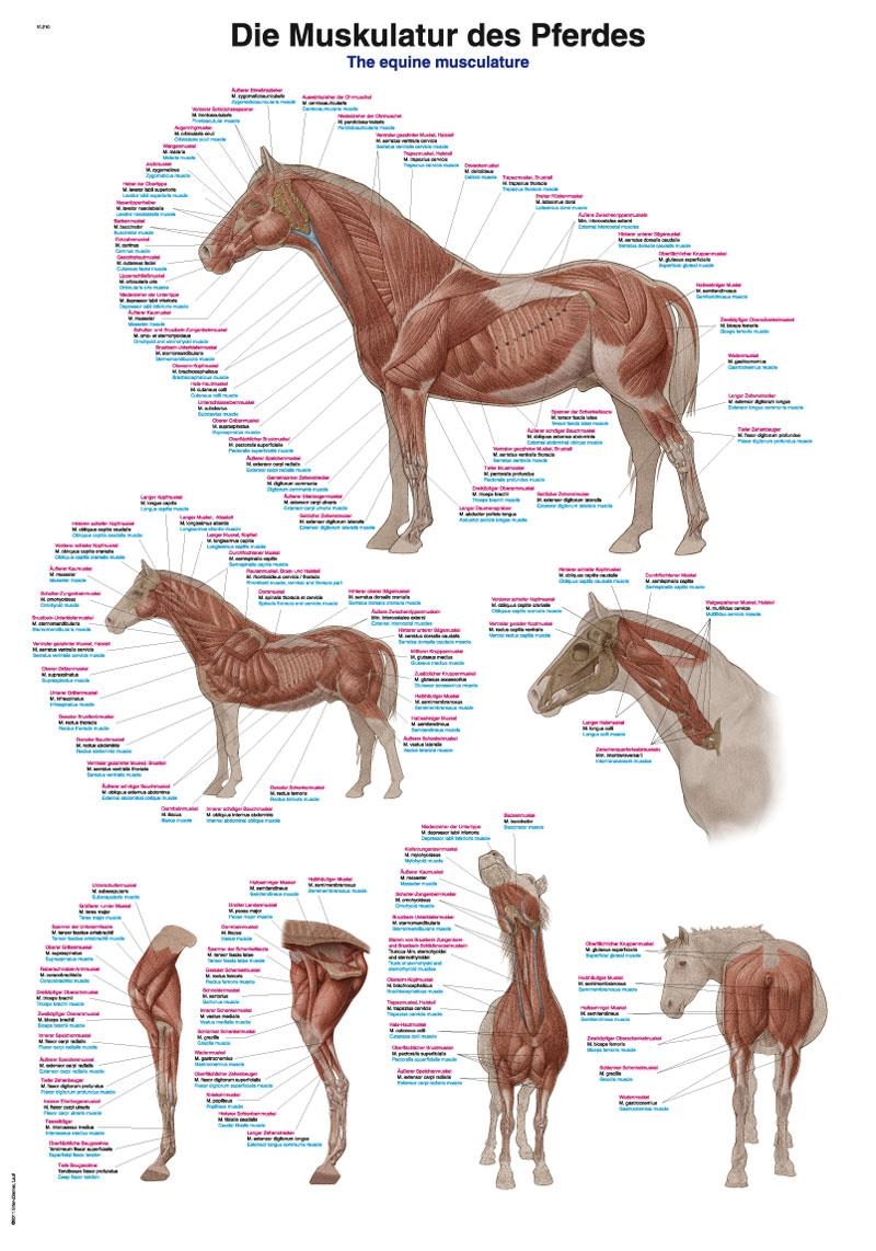 Lehrtafel "Die Muskulatur des Pferdes", 50x70cm