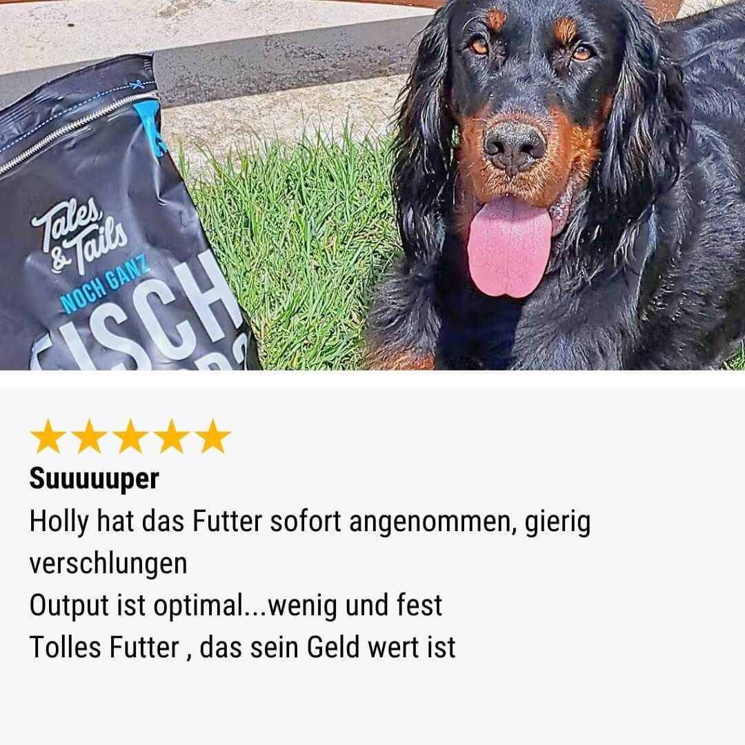 Hund, Haustier, Tasche, Gras, Unterschlupf