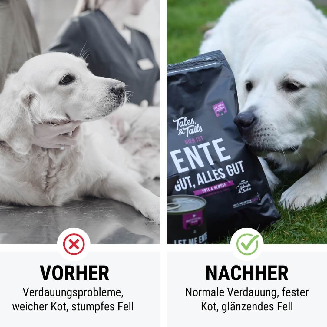 Hund, Säugetier, Haustier, Werbung, Plakat