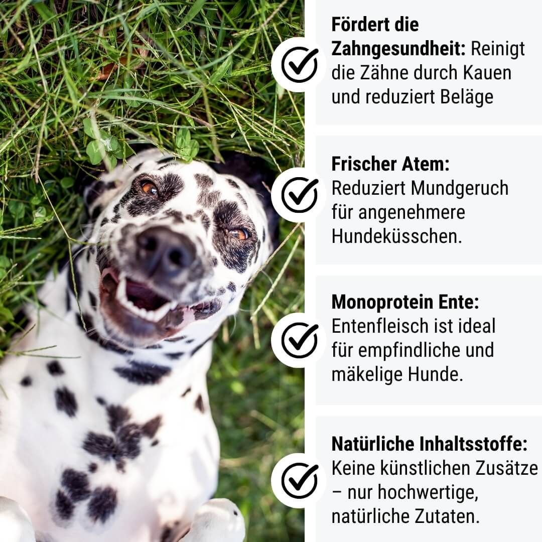 Tier, Hund, Säugetier, Haustier