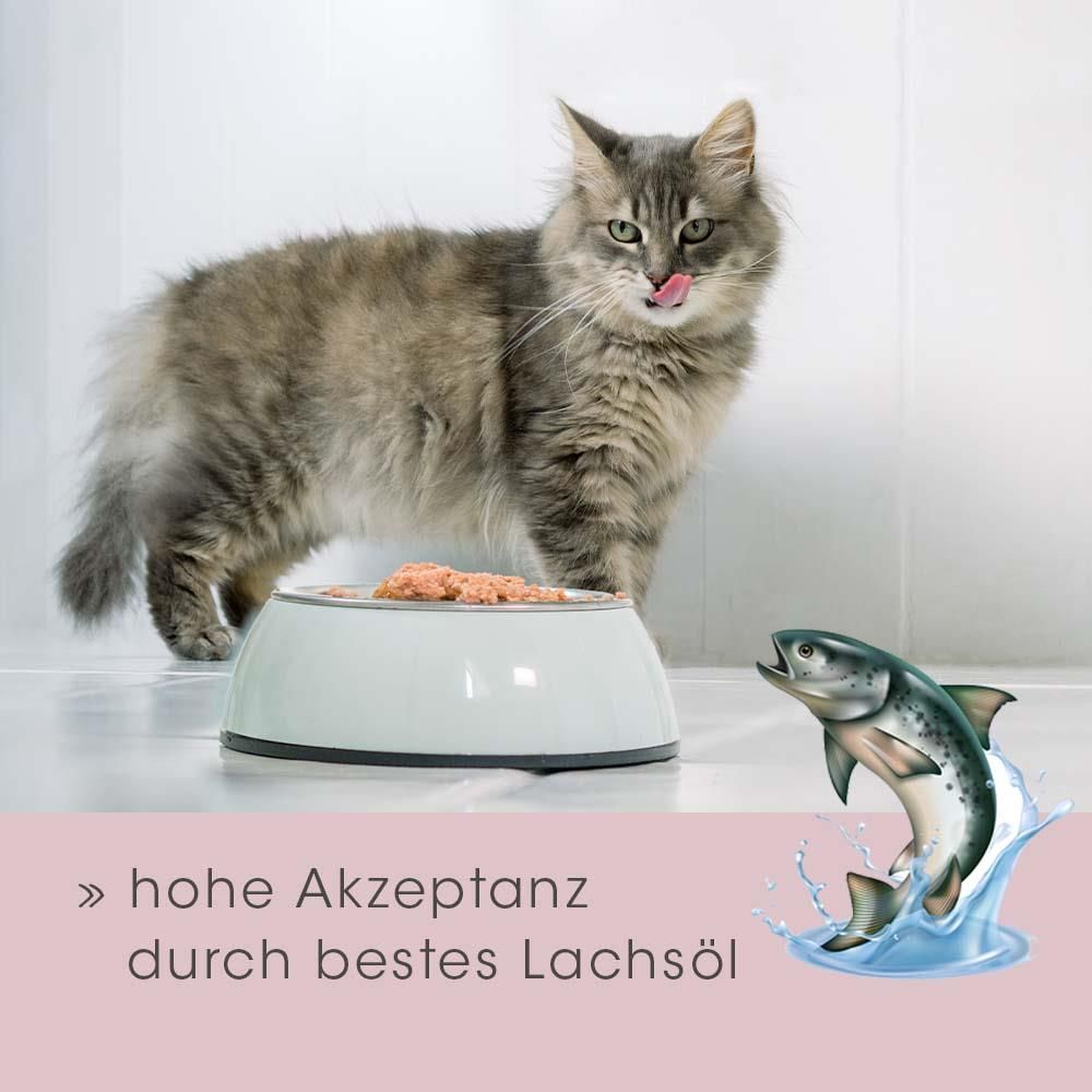 Katze, Säugetier, Haustier, Mann, Kätzchen