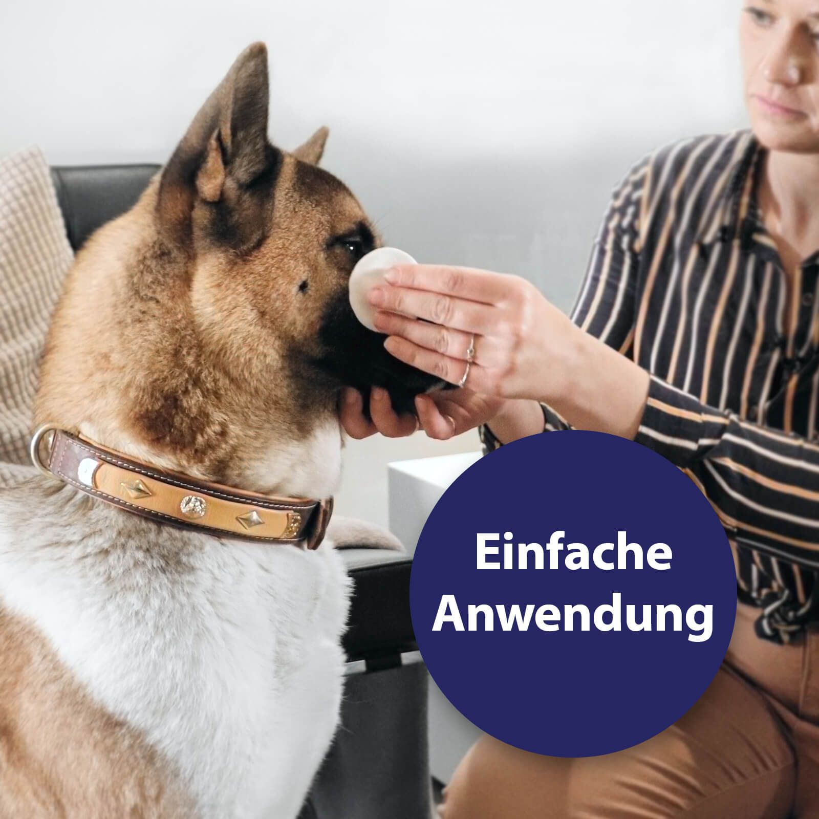 Tier, Hund, Säugetier, Haustier
