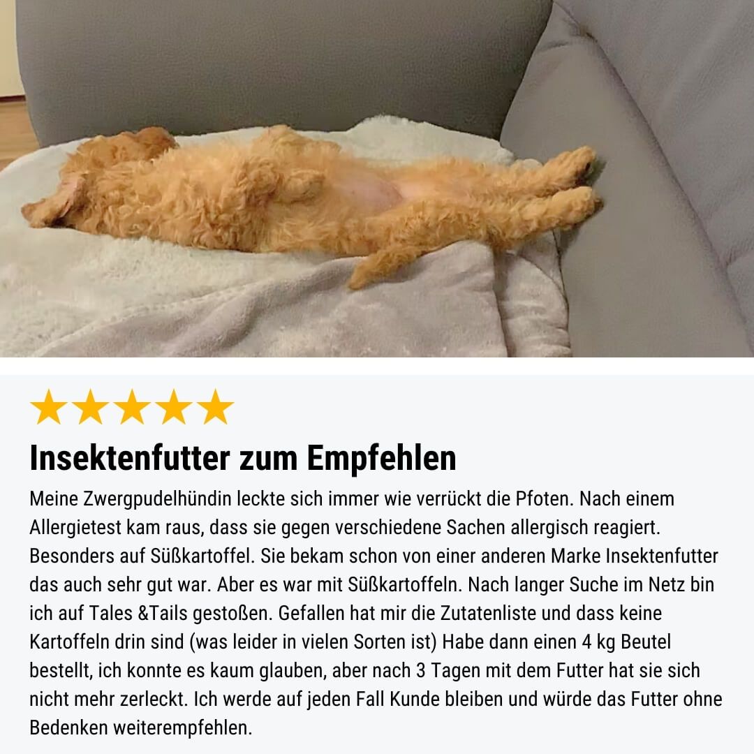 Tier, Hund, Säugetier