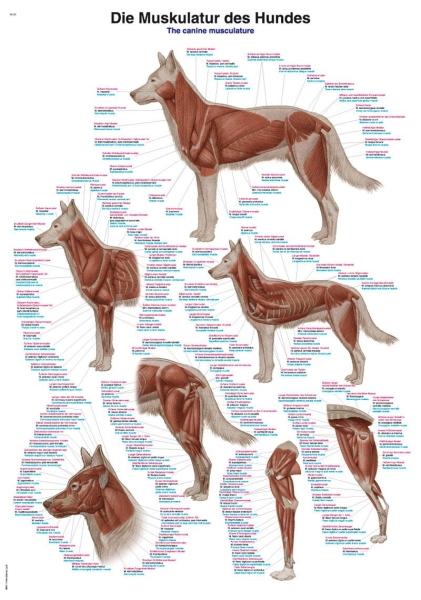 Erler-Zimmer Lehrtafel "Die Muskulatur des Hundes", 50x70cm