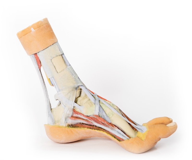 Fuß – Oberflächliche und tiefe Präparation von distalem Unterschenkel und Fuß