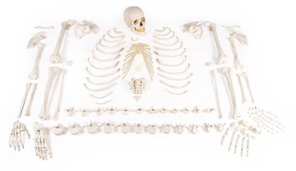Erler-zimmer Skelett, unmontiert (Knochensammlung)