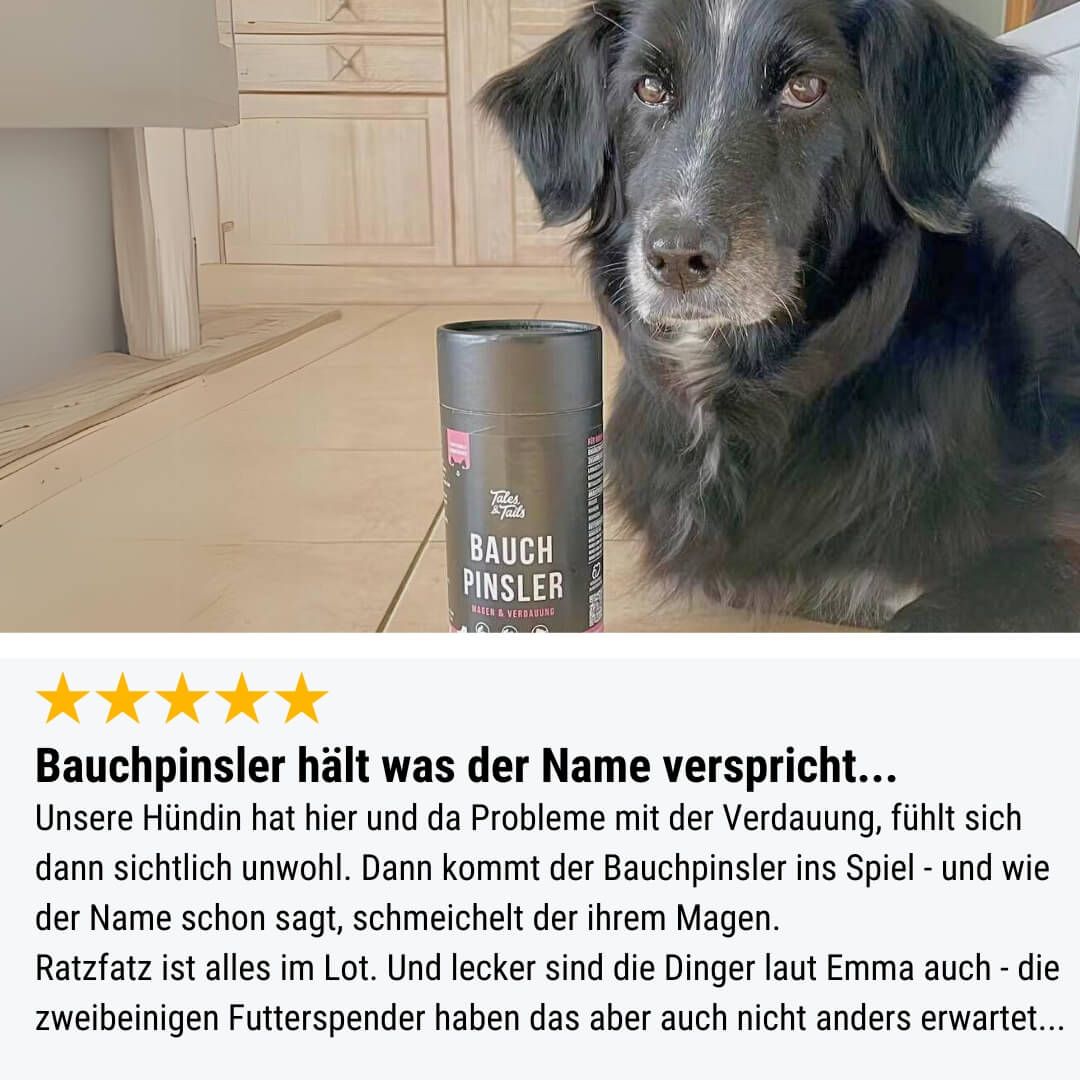 Hund, Säugetier, Haustier, Zinn