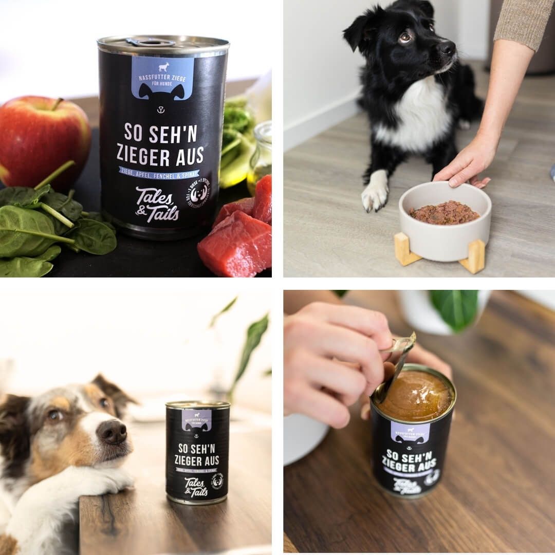 Pokal, Können, Zinn, Hund, Haustier