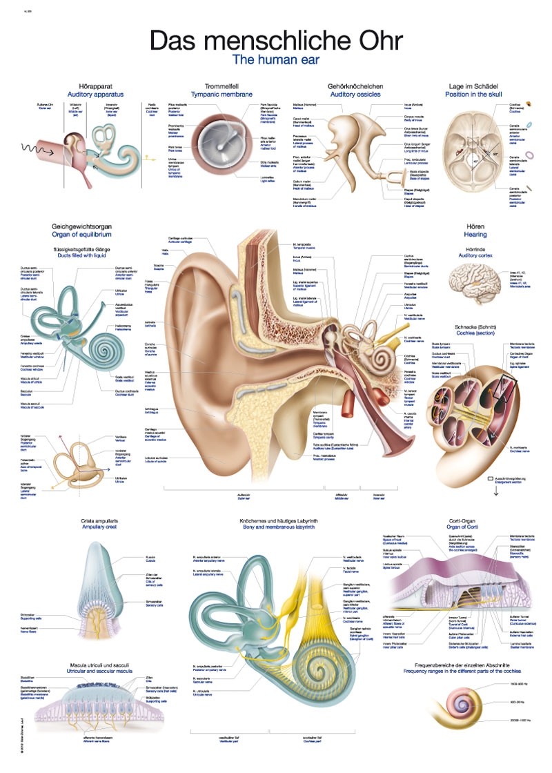 Lehrtafel "Das menschliche Ohr", 50x70cm