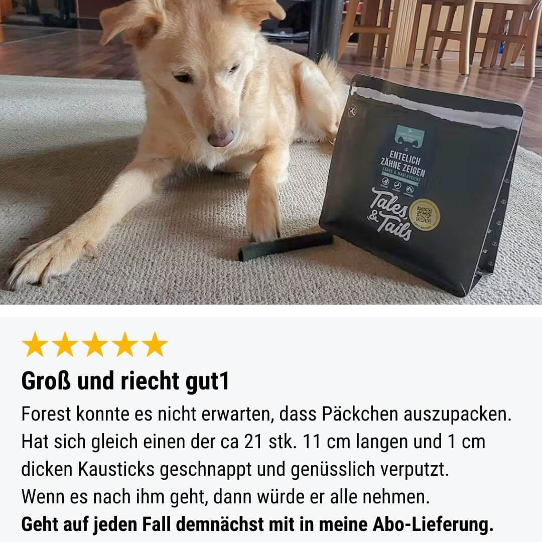 Hund, Säugetier, Haustier, Golden Retriever