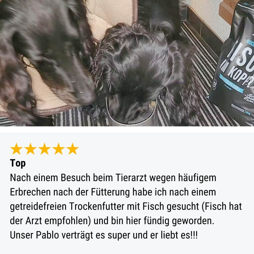 Hund, Haustier, Welpe, Cockerspaniel