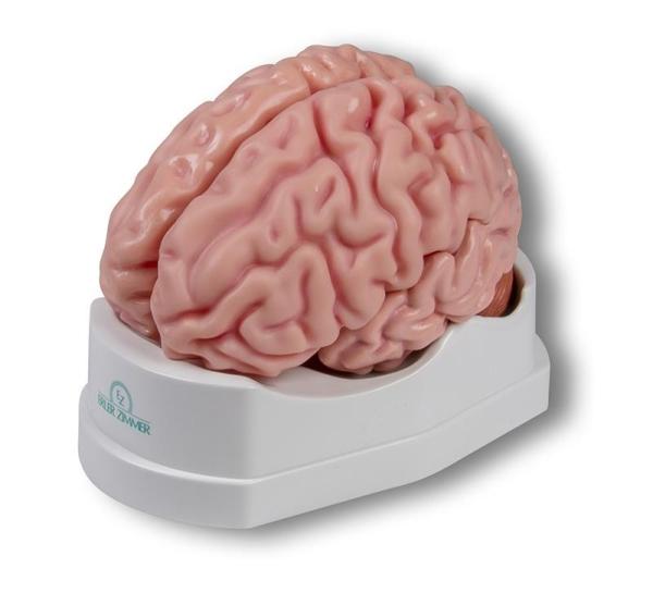Erler-zimmer Anatomisches Gehirnmodell, lebensgroß, 5-teilig - EZ Augmented Anatomy
