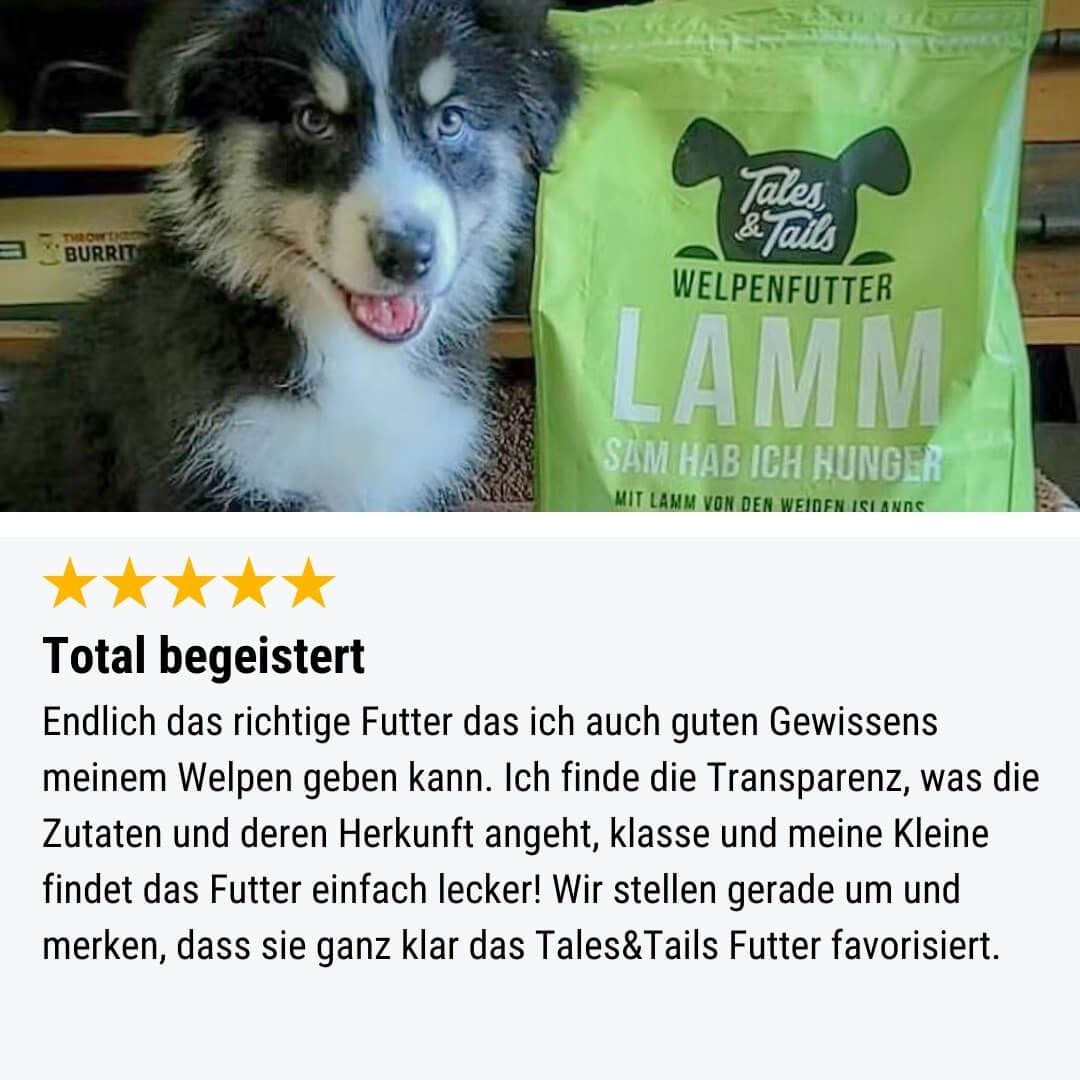 Hund, Säugetier, Haustier, Husky