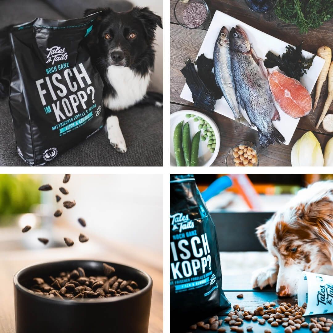 Tier, Hund, Säugetier, Haustier