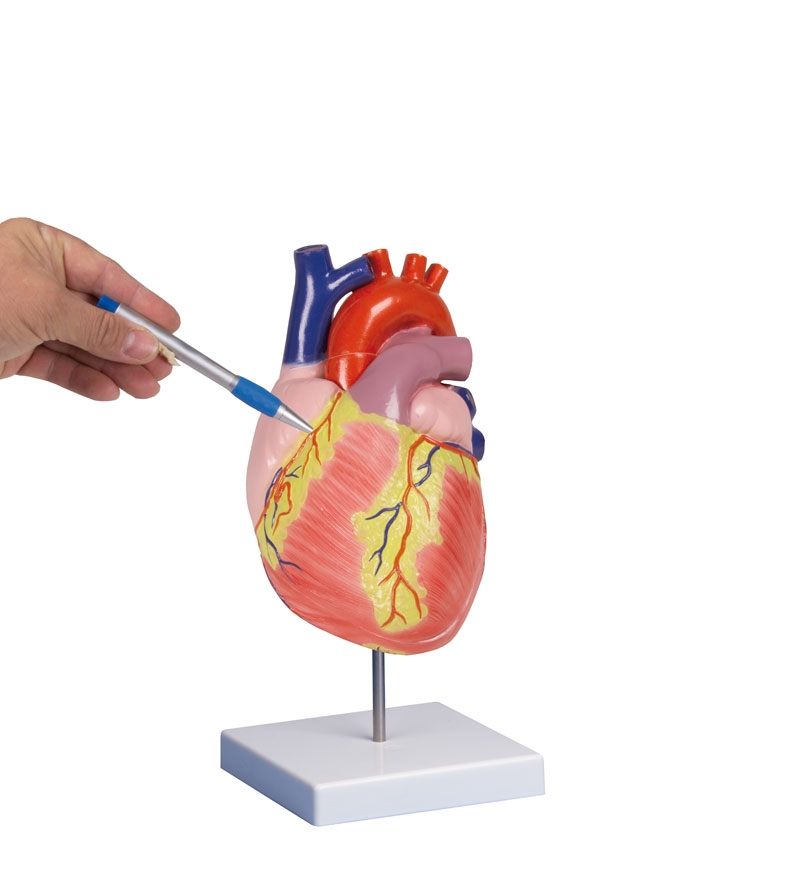 Herzmodell, 2-fache Lebensgröße, 2 Teile