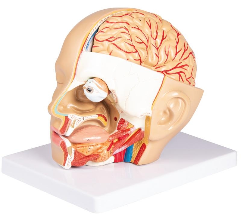 Kopf, zerlegbar, 4 Teile - EZ Augmented Anatomy