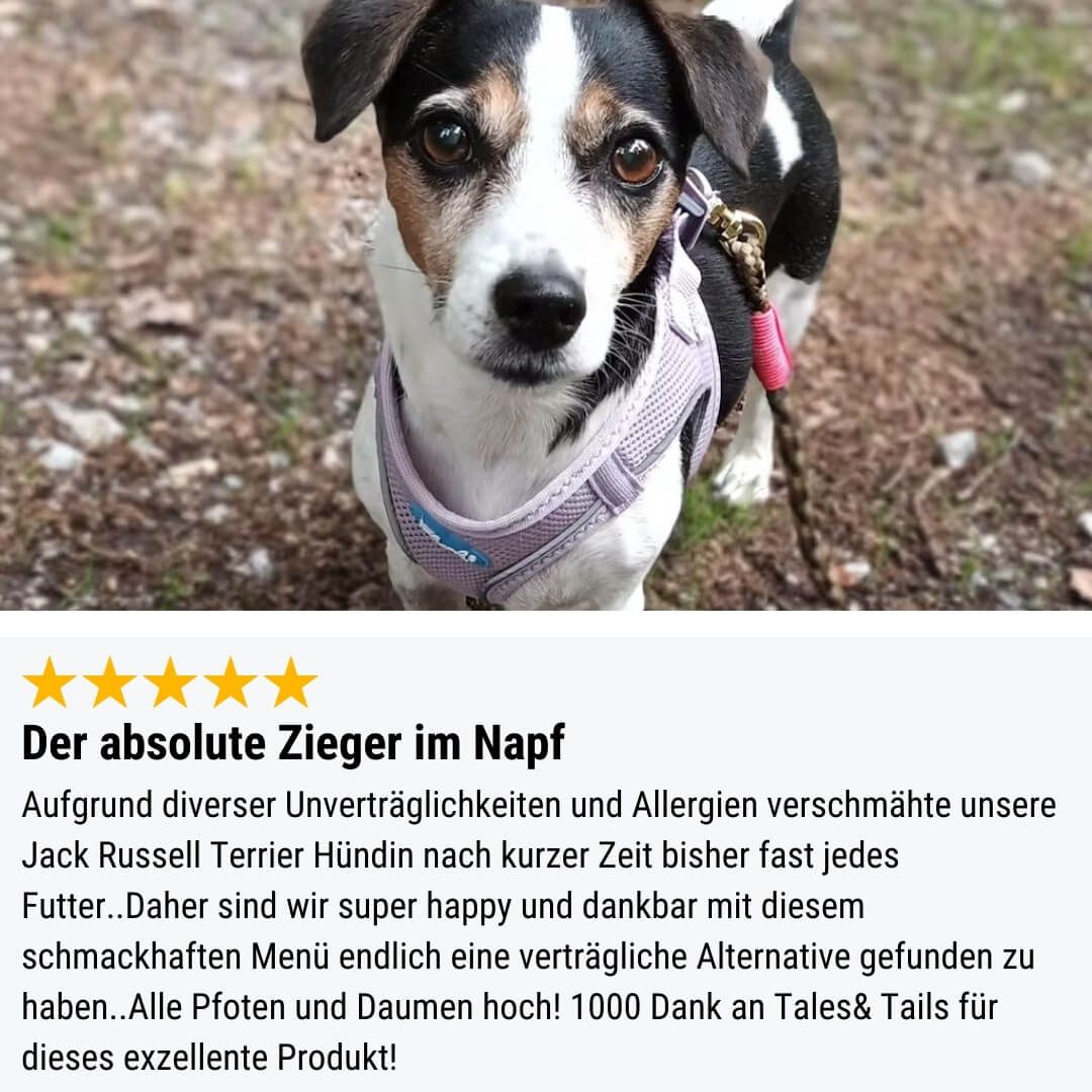 Hund, Haustier, Zubehör, Riemen