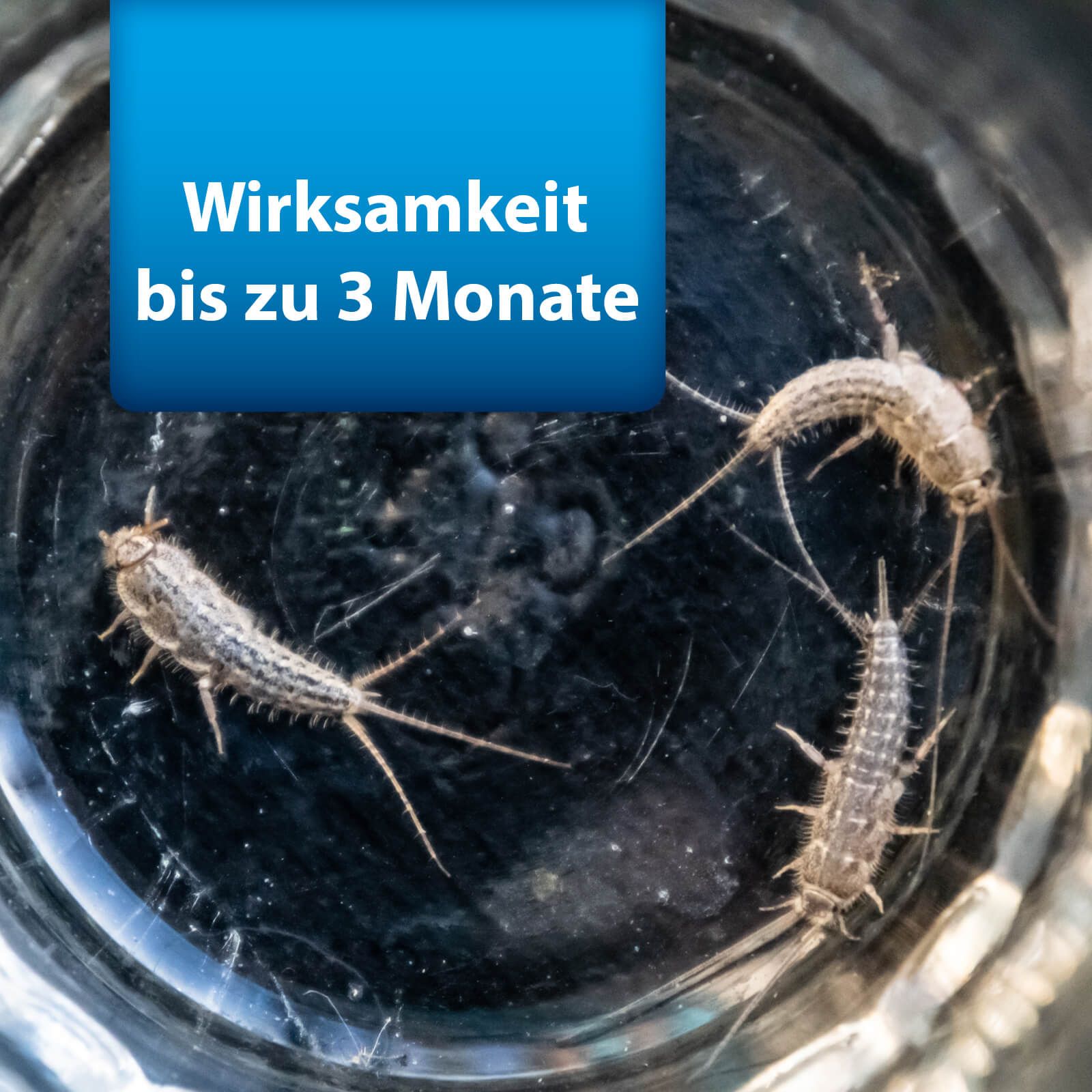 Tier, Insekt, Wirbellose