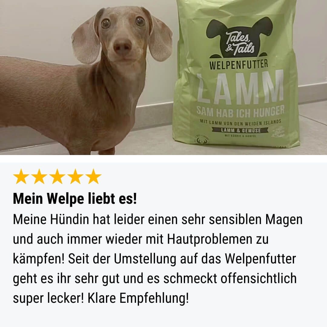 Tier, Hund, Säugetier, Haustier