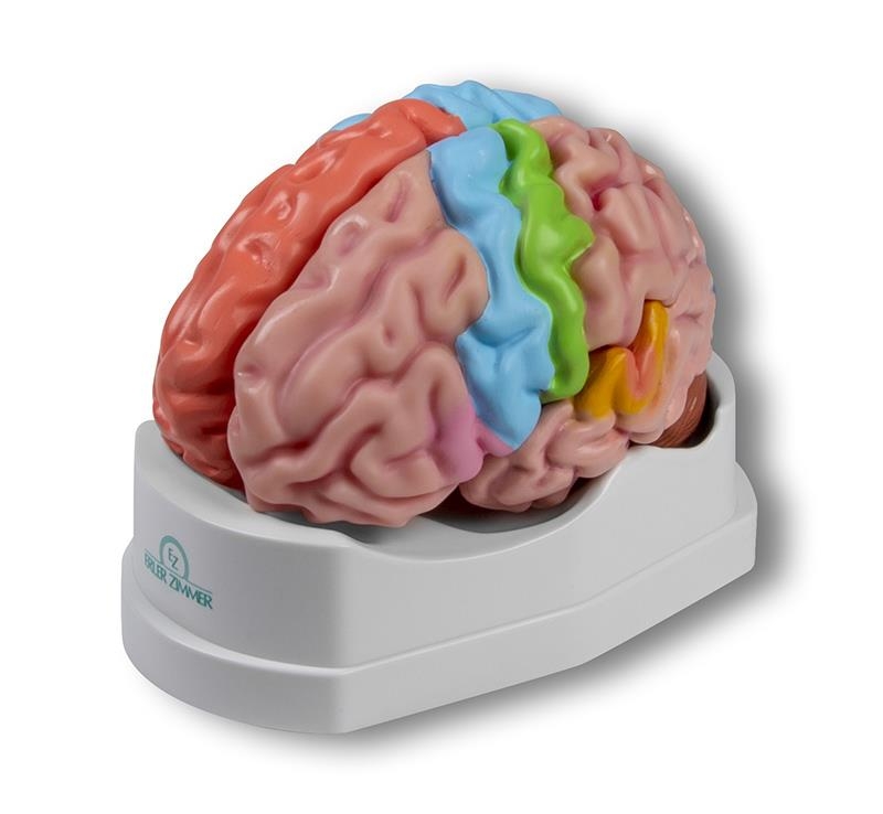 Gehirnmodell funktionell/regional, lebensgroß, 5-teilig - EZ Augmented Anatomy