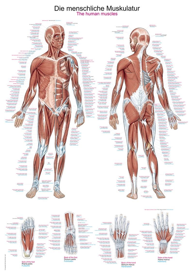Lehrtafel "Die menschliche Muskulatur", 50x70cm