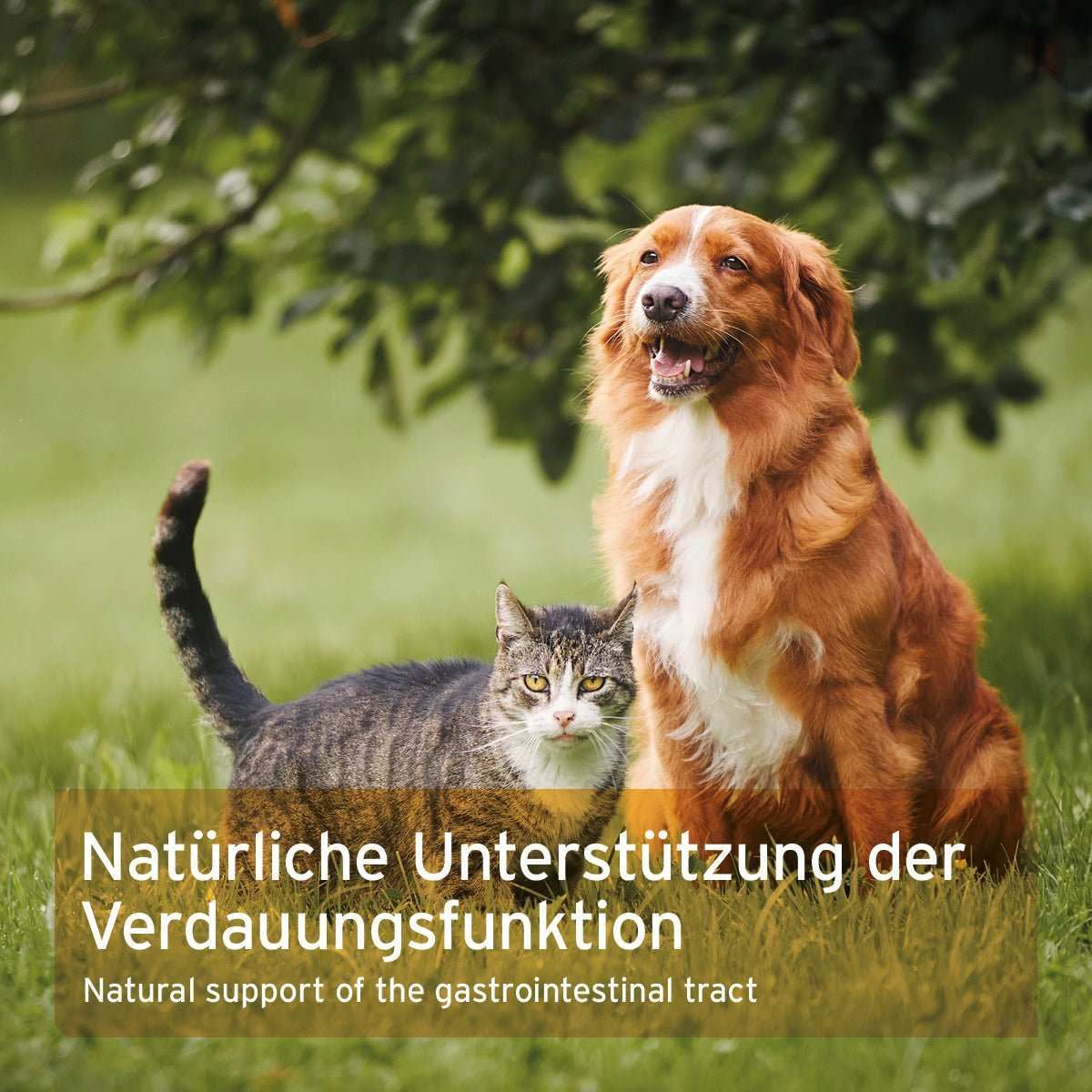 Gras, Pflanze, Hund, Katze, Werbung