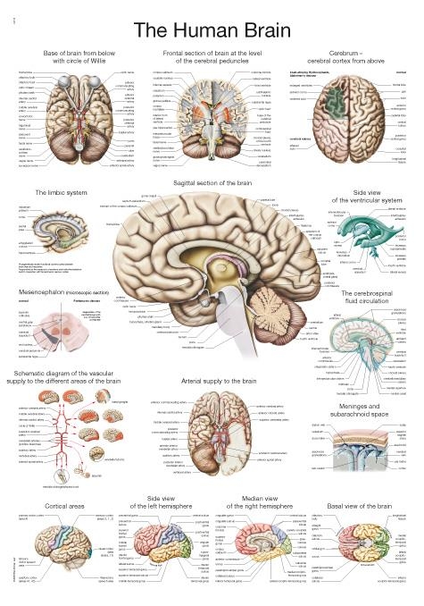 Lehrtafel "Das menschliche Gehirn" (englisch), 50x70cm