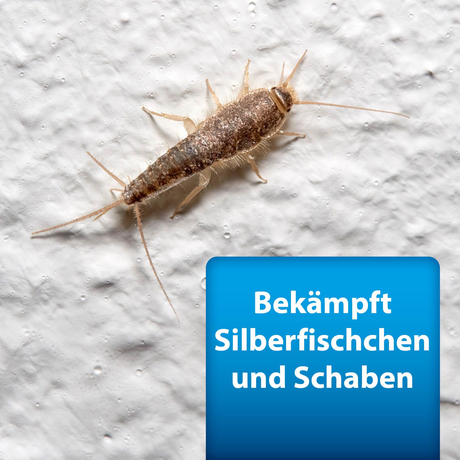 Tier, Cricket-Insekt, Insekt, Wirbellose