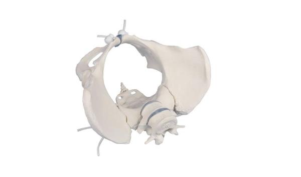 Erler-zimmer Weibliches Becken mit 2 Lendenwirbeln, flexibel