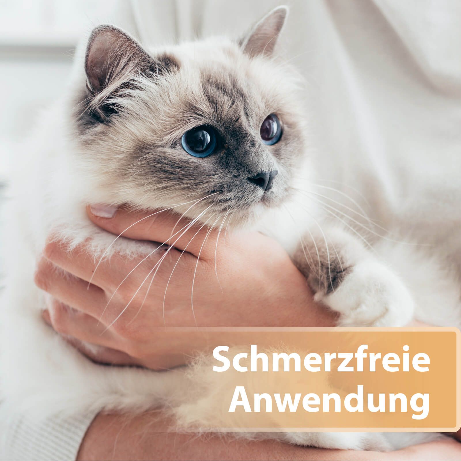 Tier, Katze, Kätzchen, Säugetier, Haustier, Tier, Katze, Kätzchen, Säugetier, Haustier