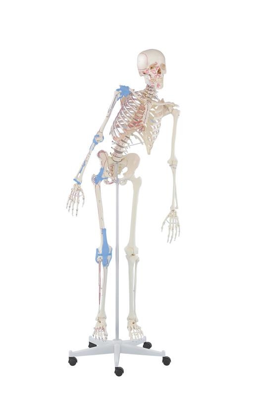 Skelett „Max“ beweglich, mit Muskelmarkierungen und Bandapparat