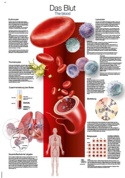 Erler-Zimmer Lehrtafel "Das Blut", 50x70cm
