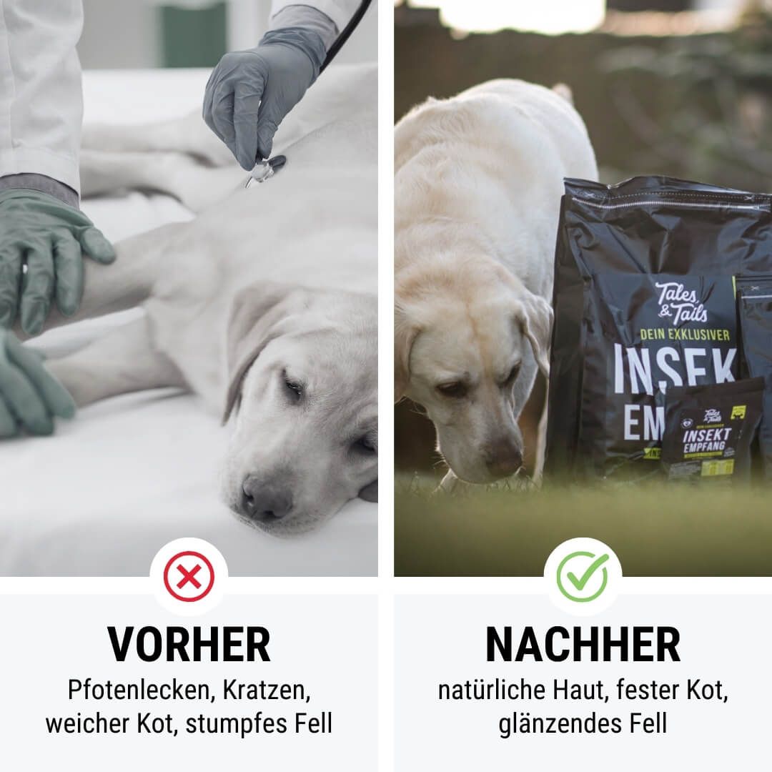 Bekleidung, Handschuh, Hund, Säugetier, Haustier