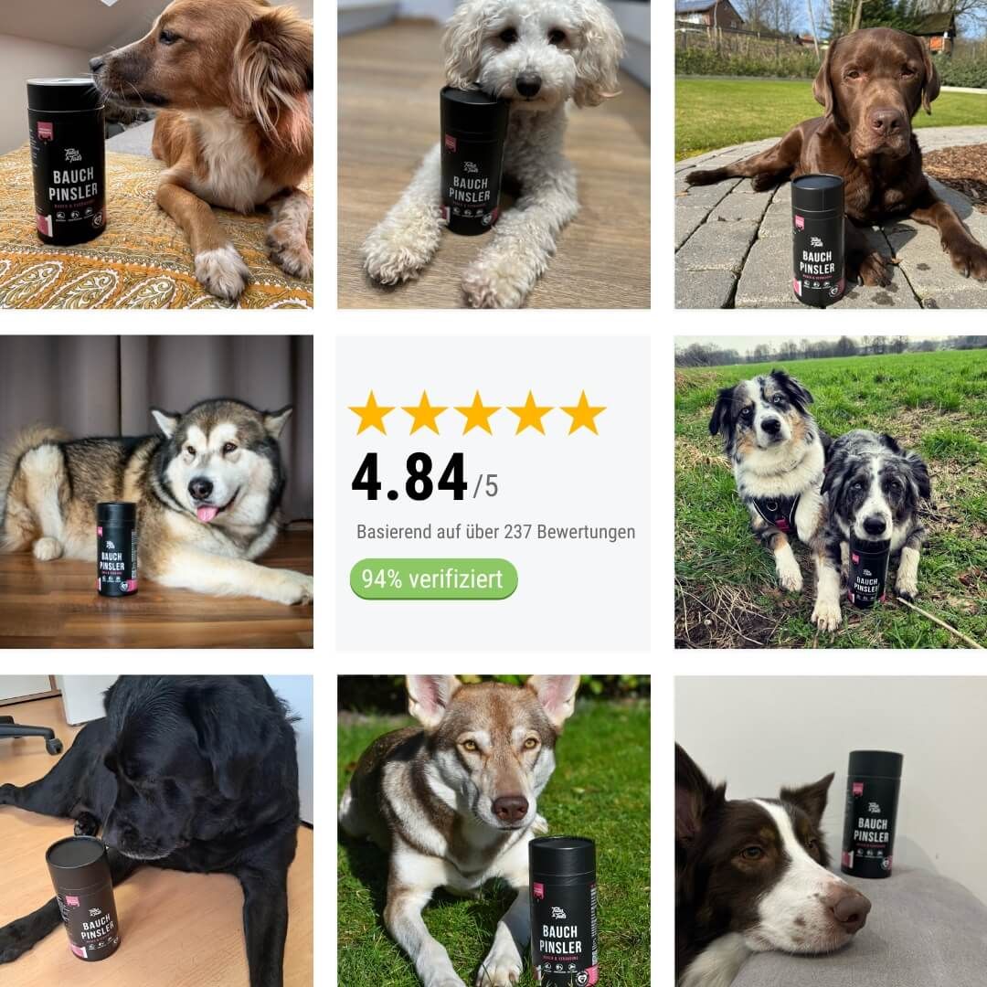 Hund, Welpe, Tennisball, Gras, Husky