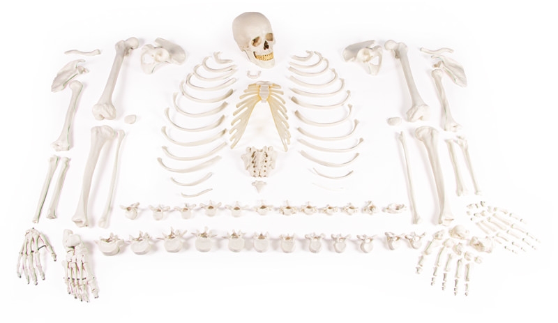 Skelett, unmontiert (Knochensammlung)