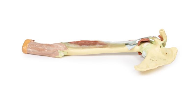 Obere Extremität – Bizeps, Knochen und Bänder