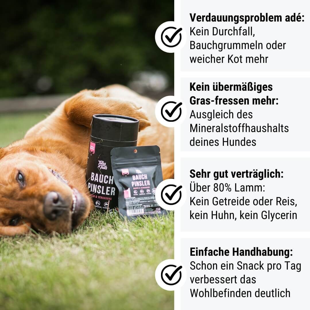 Gras, Pflanze, Werbung, Plakat, Hund