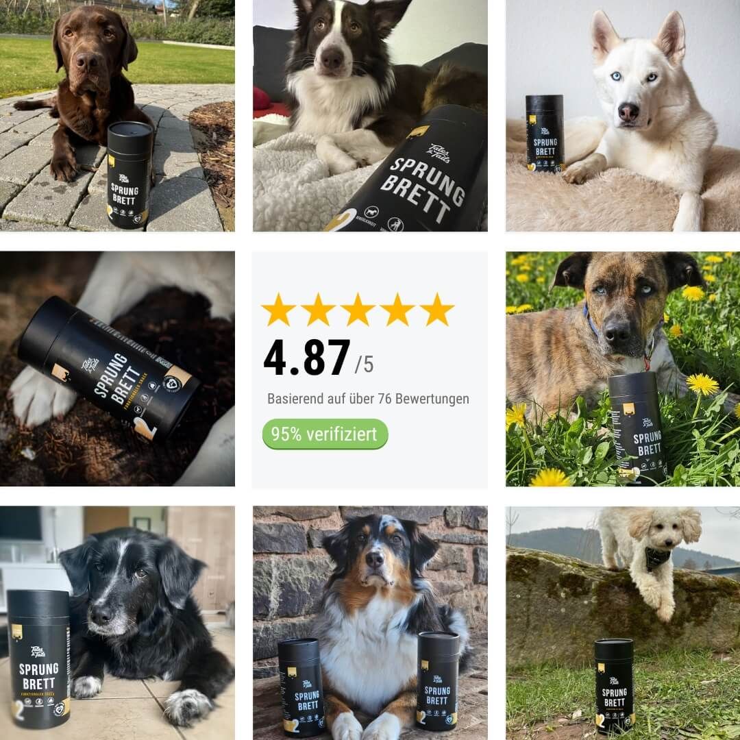 Collage, Tennisball, Gras, Hund, Kräuterig