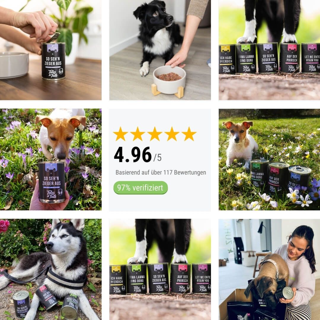 Kräuter, Topfpflanze, Hund, Welpe, Glas