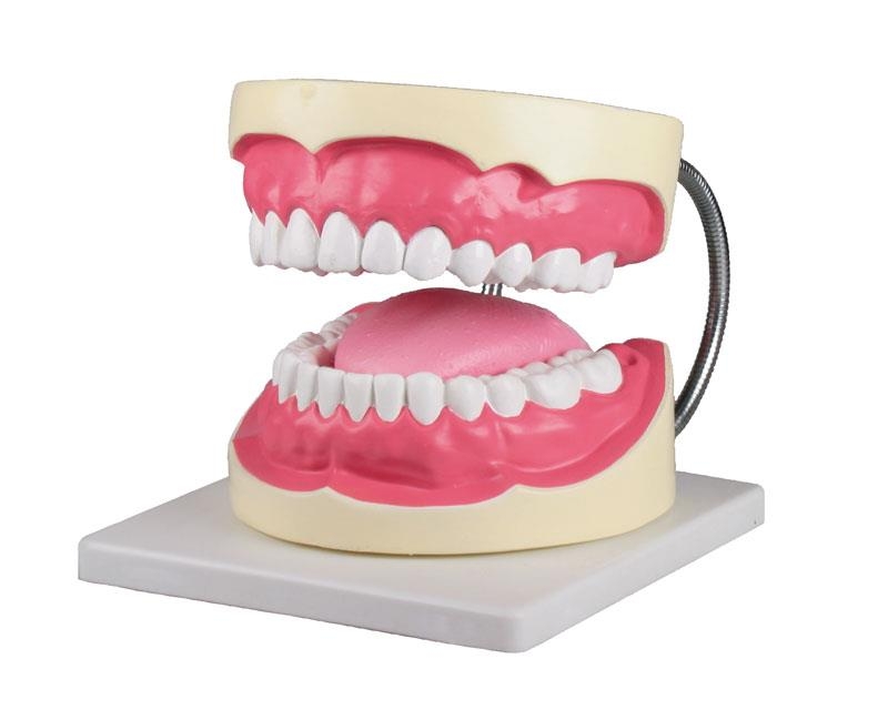 Zahnpflegemodell, 3-fache Größe