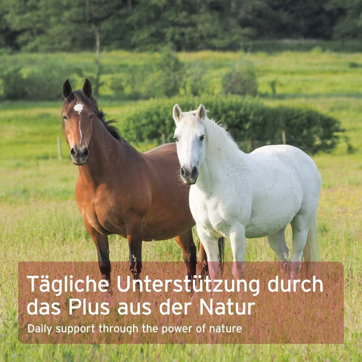 Tier, Colt Horse, Pferd, Säugetier, Hengst