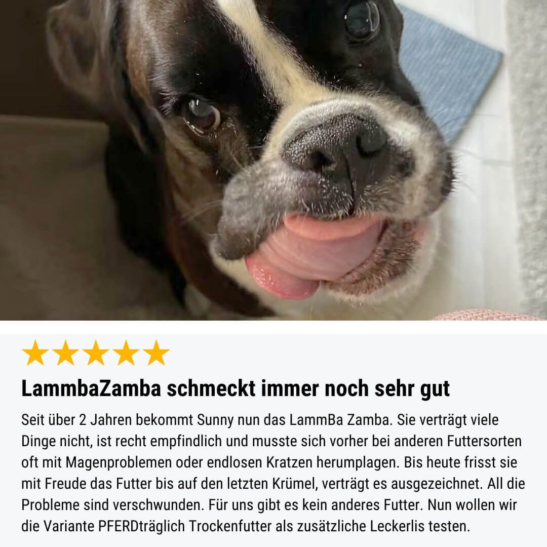 Schnauze, Boxer, Hund, Haustier, Werbung